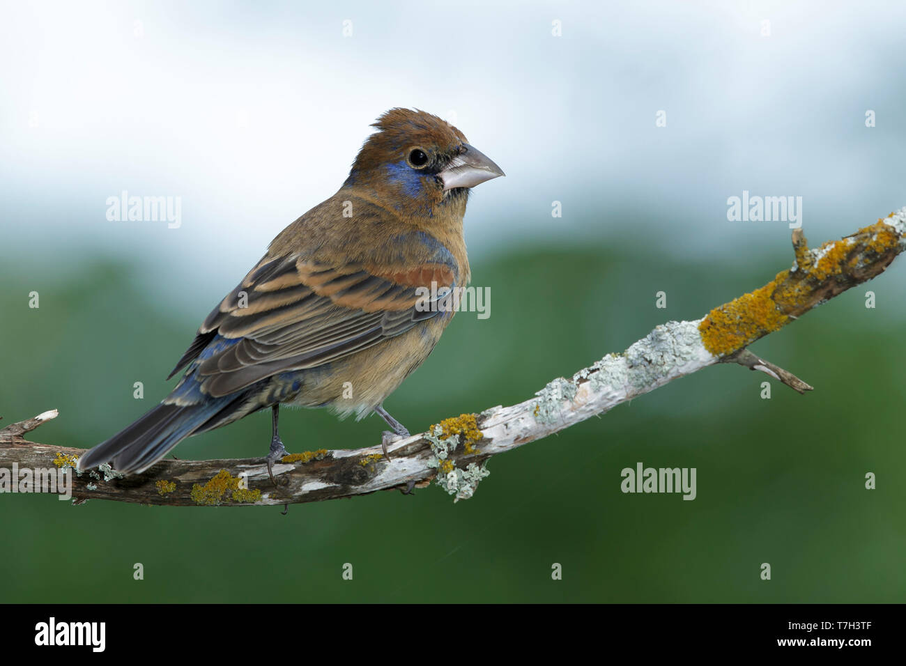 La prima estate a molla blu maschio Grosbeak (Passerina caerulea) Galveston Co., Texas Foto Stock