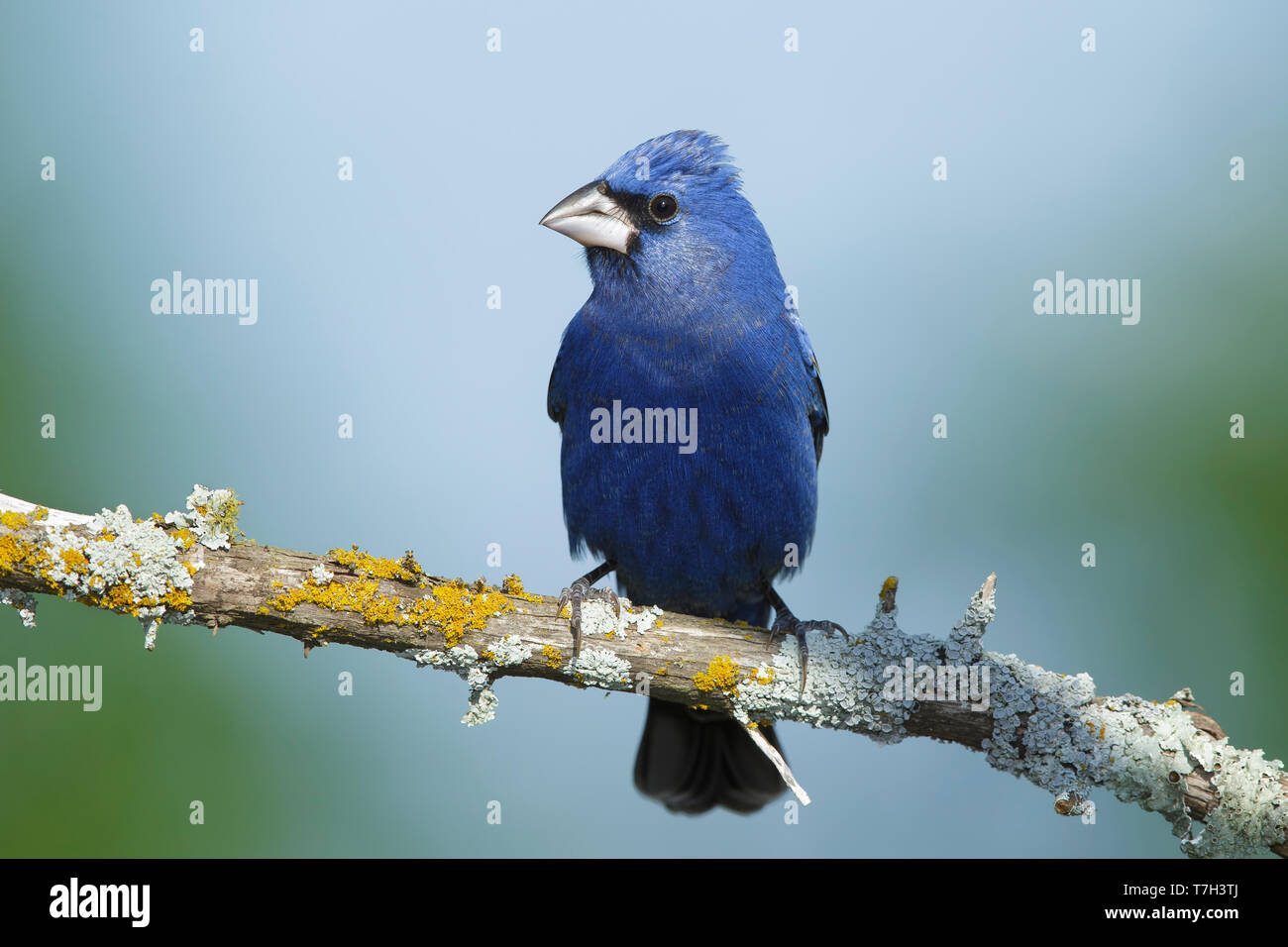 Molla di adulto maschio blu Grosbeak (Passerina caerulea) in Galveston Co., Texas, Stati Uniti d'America. Appollaiato su un ramo. Foto Stock