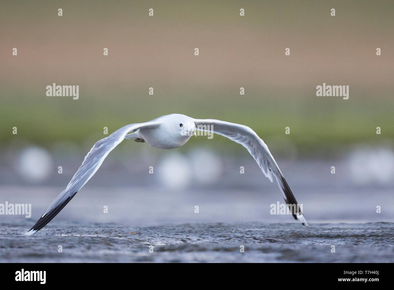 Gabbiano comune - Larus canus canus, Germania, per adulti in estate piumaggio. Foto Stock