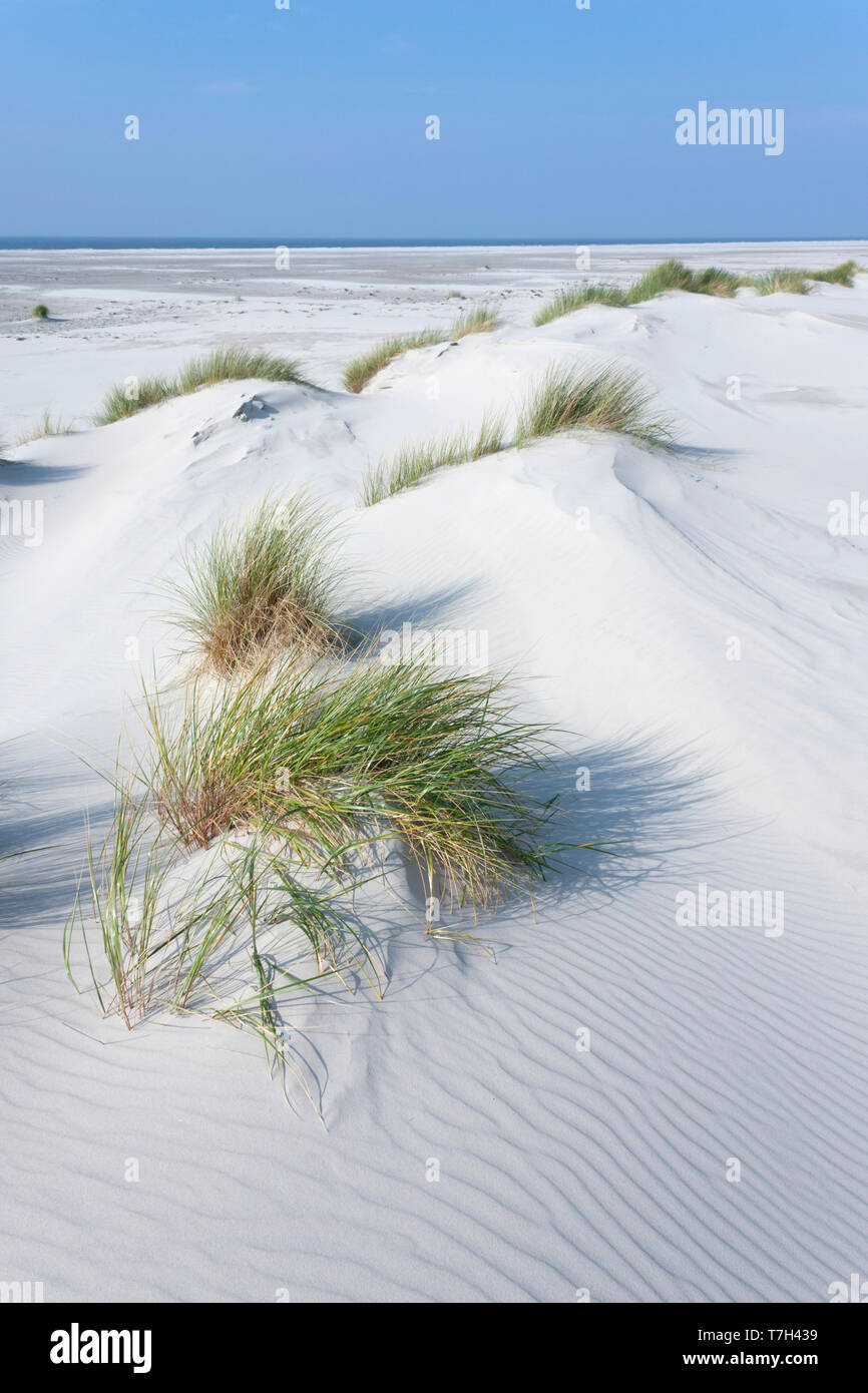 Dune sulla costa del Mare del Nord sulla isola di Wadden Amrum, Germania. Foto Stock