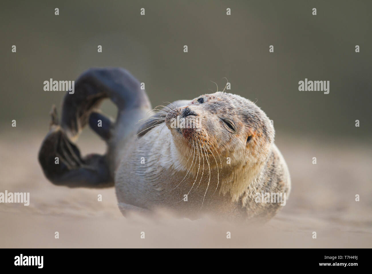 Guarnizione di tenuta del porto (Phoca vitulina) appoggiato sul banco di sabbia tedeschi nel mare di Wadden. Foto Stock