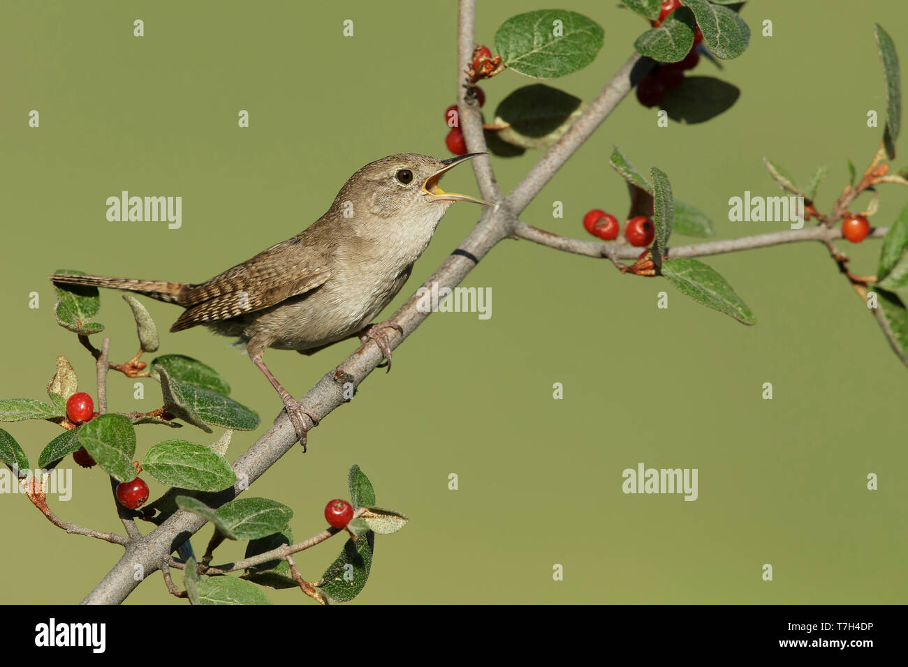 La casa dell'Adulto Wren (Troglodytes aedon) Kamloops, B.C., Canada. Foto Stock