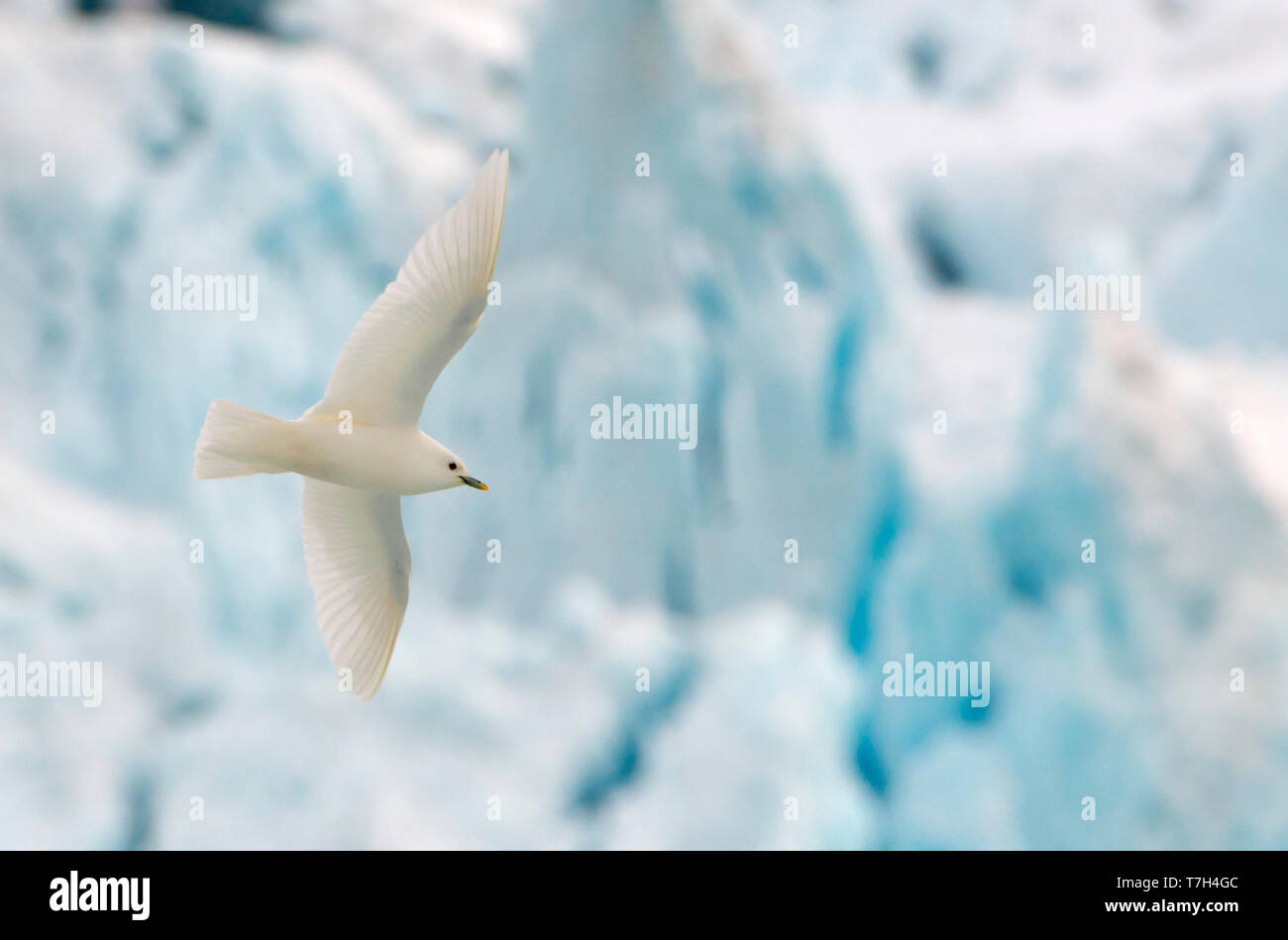 Adulto Gabbiano avorio (Pagophila eburnea) in volo di fronte blu colorato in ghiacciaio Spitsbergen, arctic Norvegia. Foto Stock