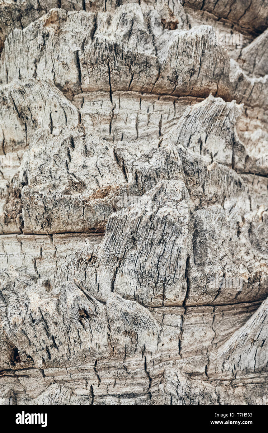 Palm tronco di albero vicino la foto, sfondo naturale o texture, tonificazione del colore applicato, il fuoco selettivo. Foto Stock