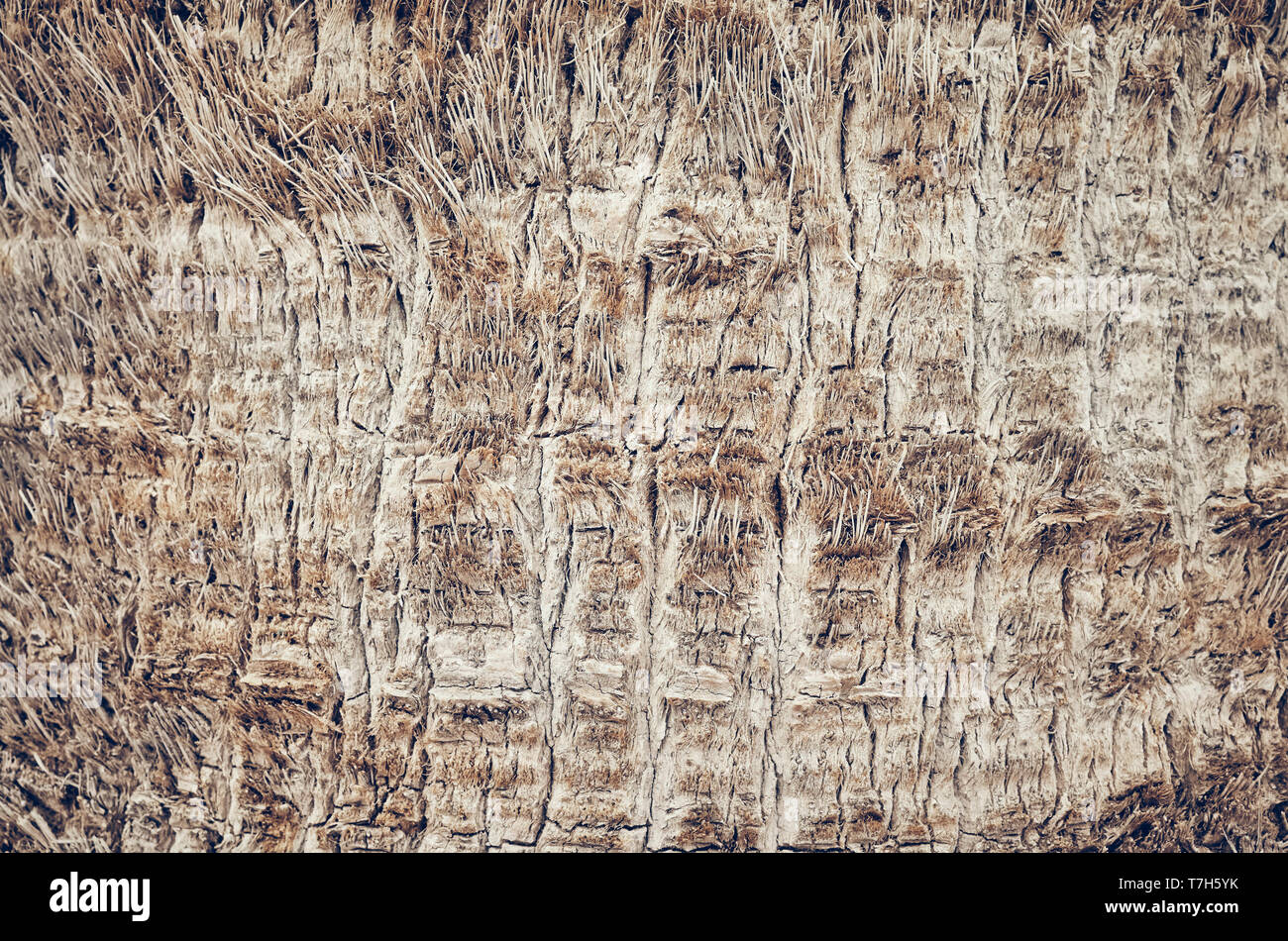 Palm tronco di albero vicino la foto, sfondo naturale o texture, tonificazione del colore applicato, il fuoco selettivo. Foto Stock