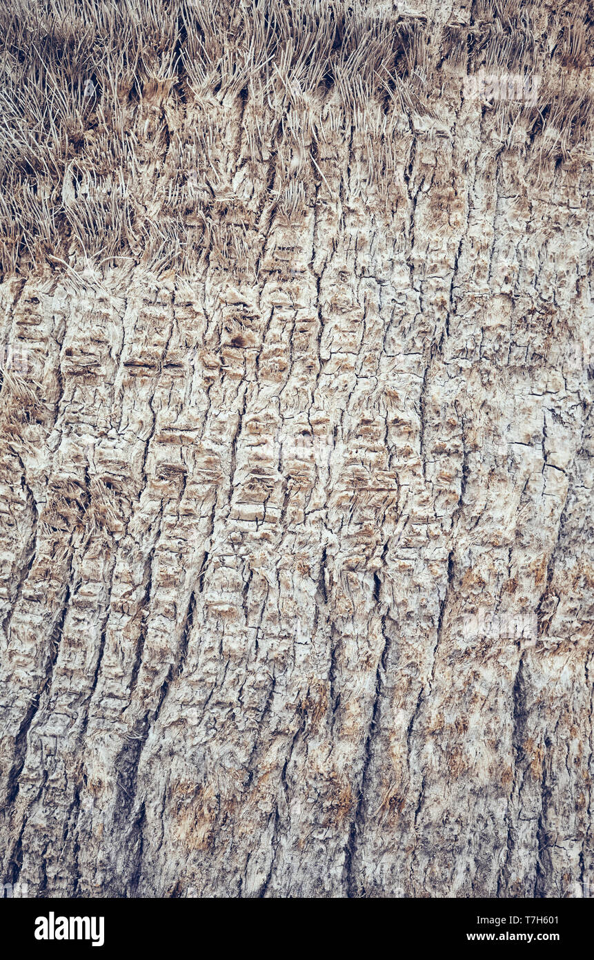 Palm tronco di albero vicino la foto, sfondo naturale o texture, tonificazione del colore applicato, il fuoco selettivo. Foto Stock