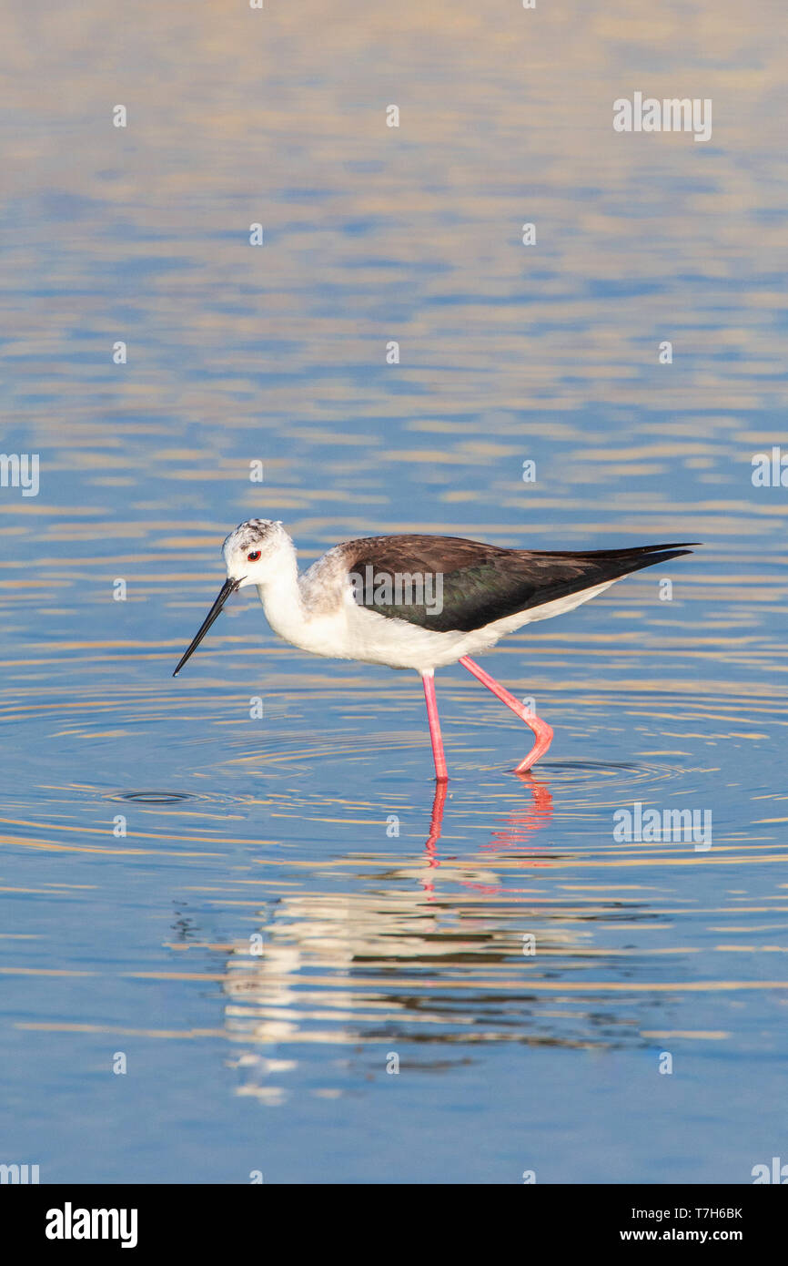 Black-winged Stilt (Himantopus himantopus) a Skala Kalloni Saline, sull'isola di Lesbo, Grecia Foto Stock