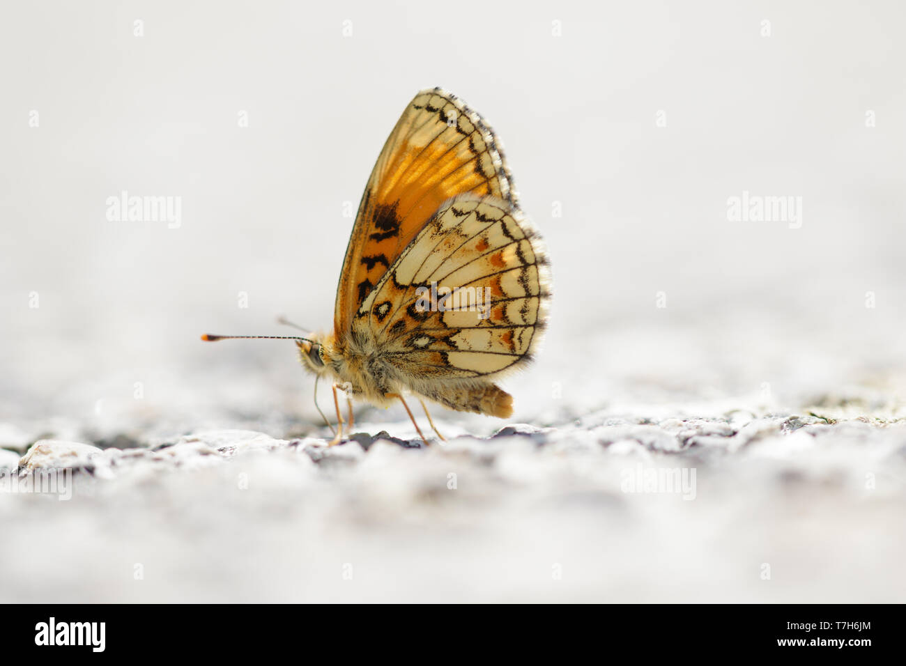 Heath Fritillary (Melitaea athalia) di appoggio al suolo in Mercantour in Francia, contro una luce naturale dello sfondo. Foto Stock