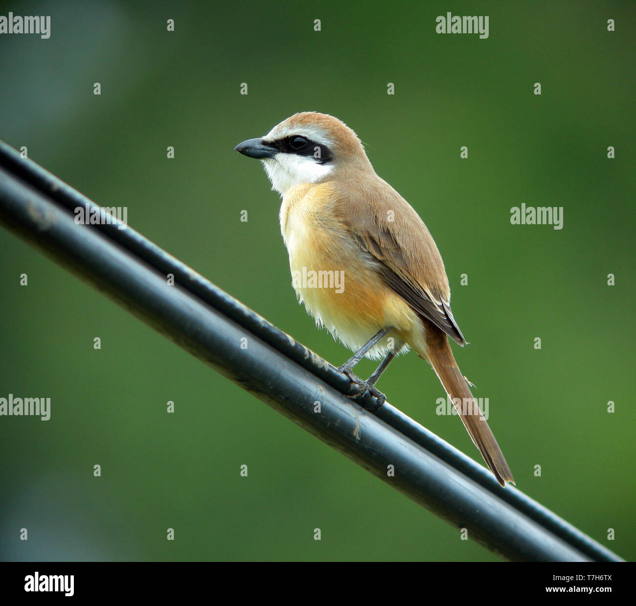 Brown Shrike (Lanius cristatus) su Heuksan fare Island - Corea del Sud, durante la migrazione a molla. Foto Stock