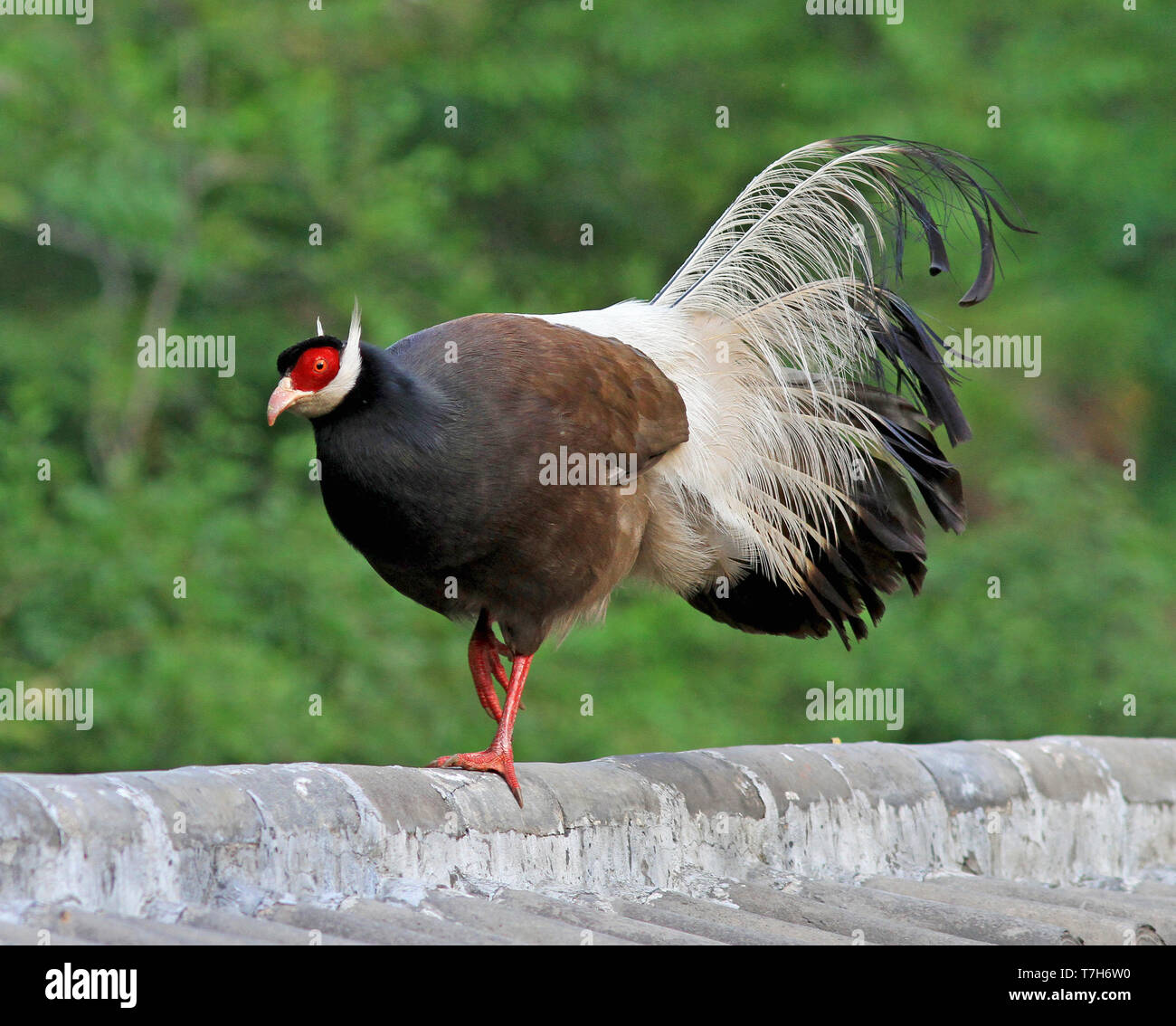 Brown eared pheasant (Crossoptilon mantchuricum) camminando su una parete in Cina. Foto Stock