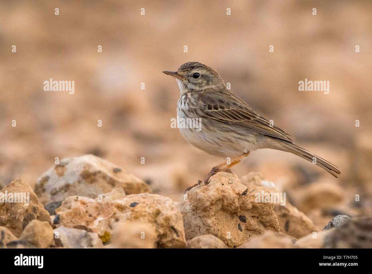 Berthelot's Pipit; Anthus berthelotii Foto Stock