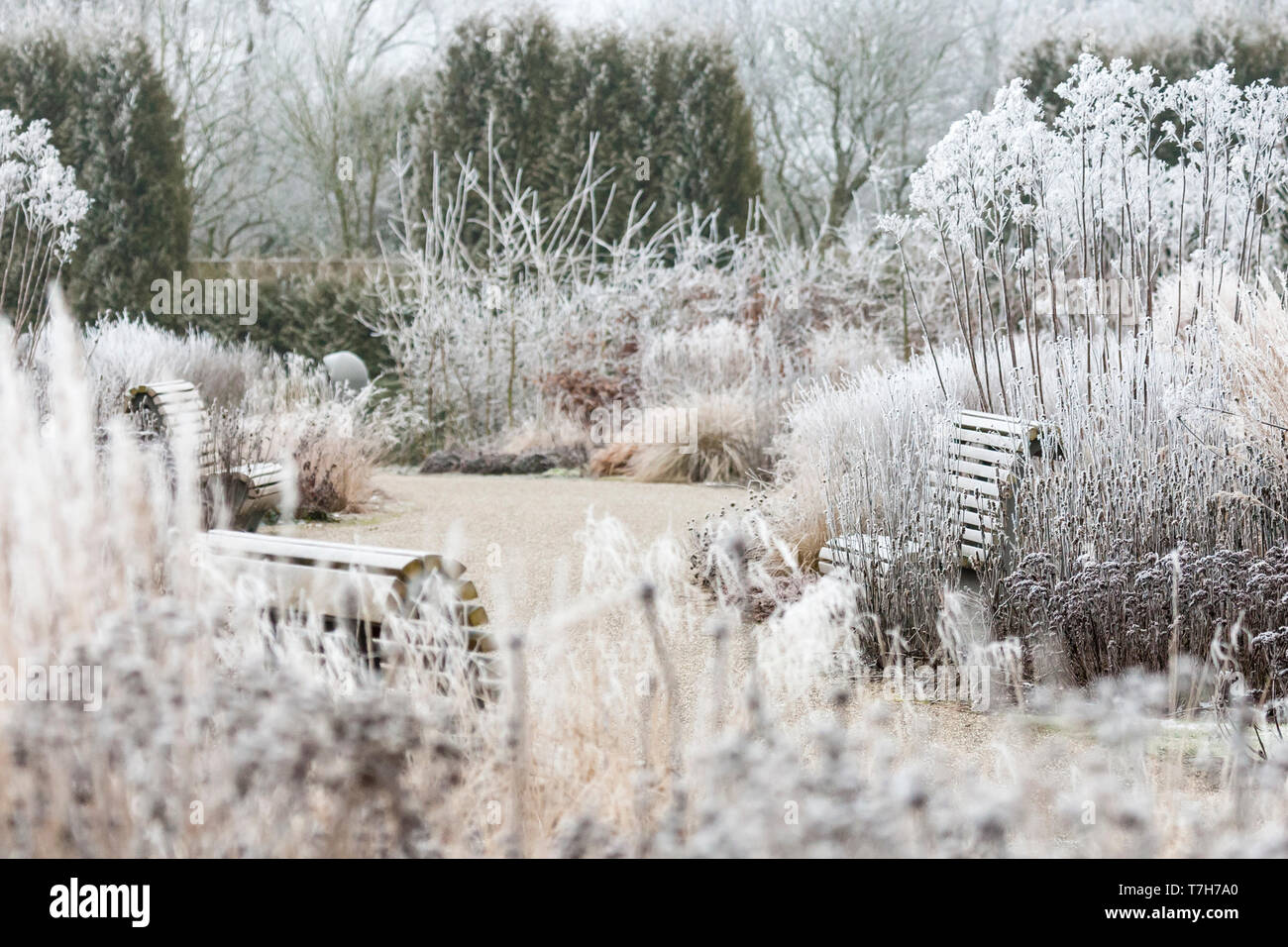 Piante erbacee e graminacee coperti in soft rime a Vlinderhof in inverno Foto Stock