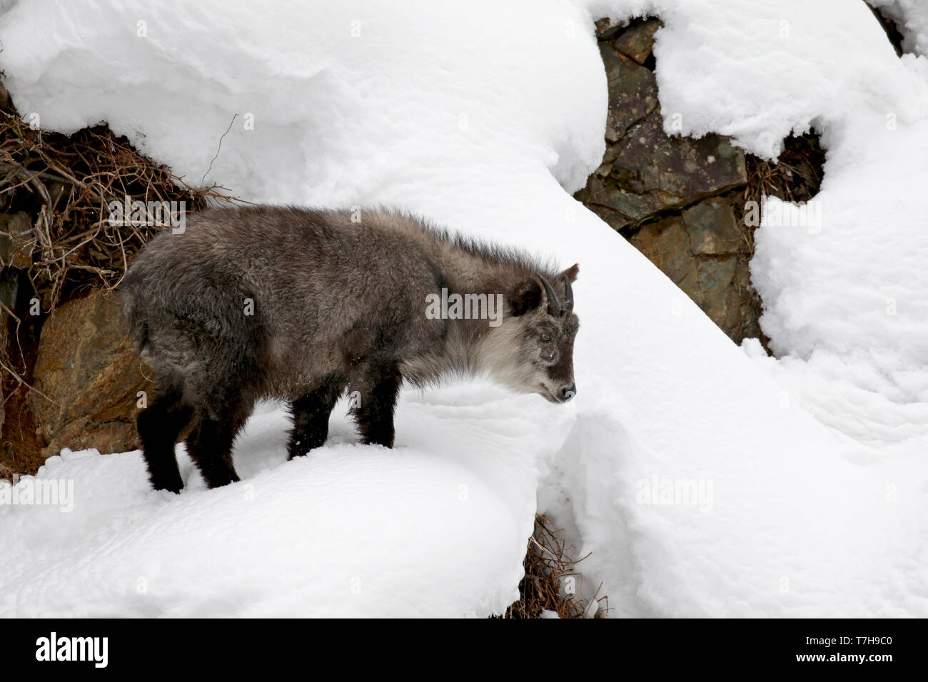 Giapponese serow (Capricornis crispus) nella neve Foto Stock