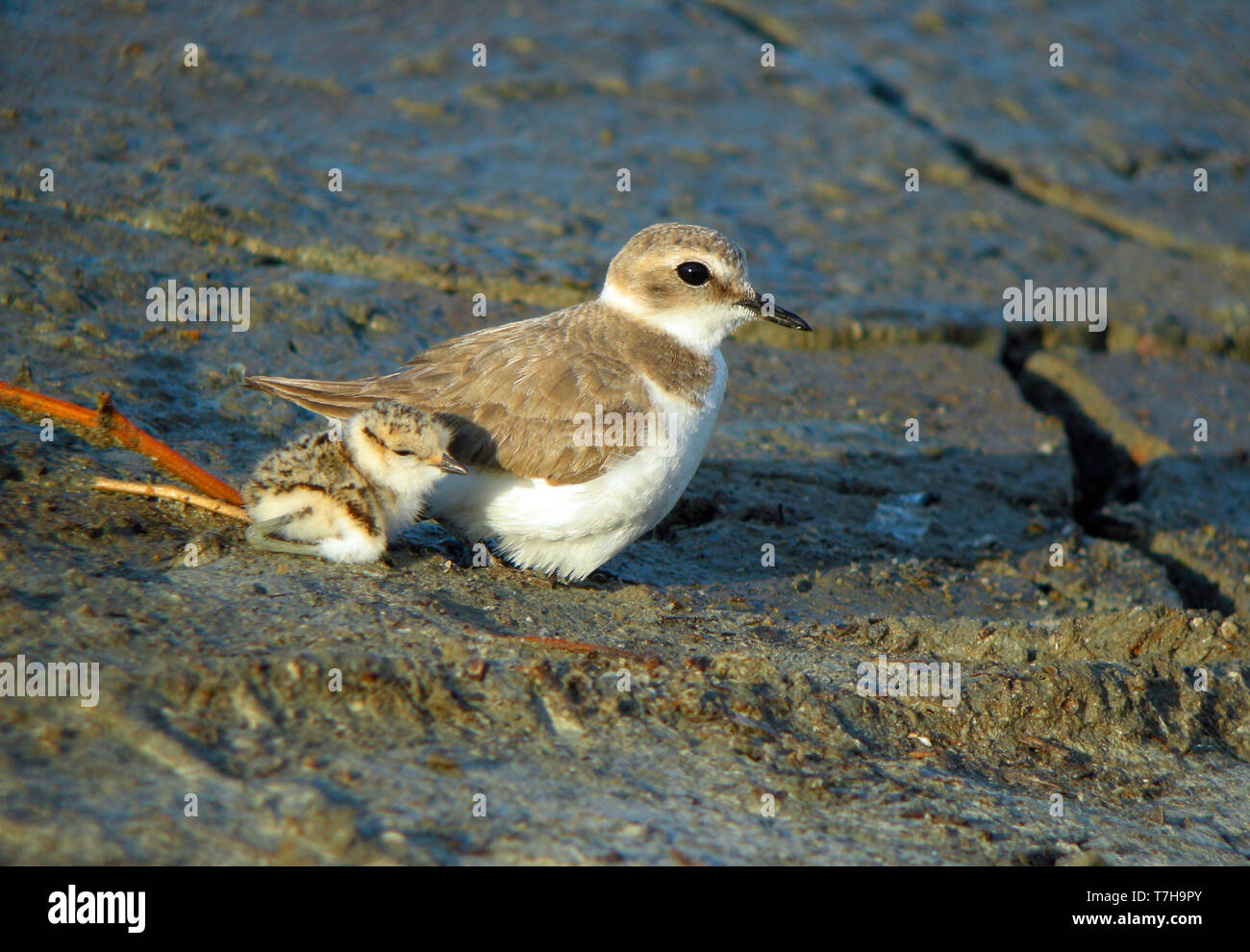 Fratino (Charadrius alexandrinus), femmina e chick a Hyères - Francia. Foto Stock