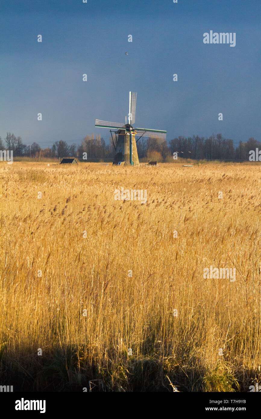 Vista panoramica dei Paesi Bassi. Iconico del xviii secolo mulini a vento a Kinderdijk con reed letto di fronte. Foto Stock