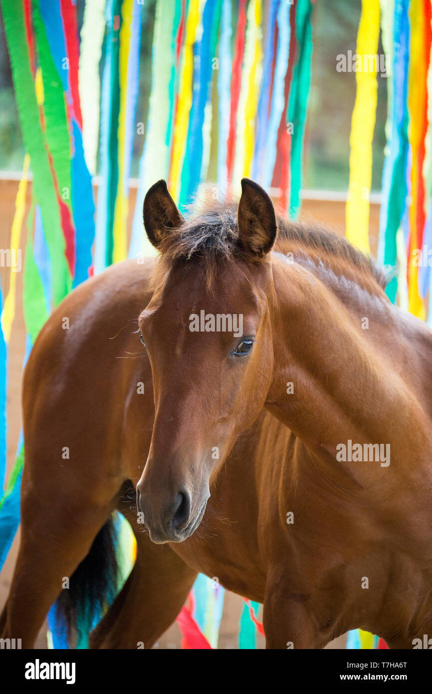Sport iberica cavallo. Ritratto di bay puledro di fronte nastri colorati. Parte della formazione di accettare le cose più strane senza paura. Foto Stock