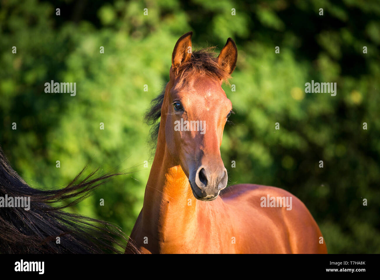 Sport iberica cavallo. Ritratto di bay puledro. Germania Foto Stock