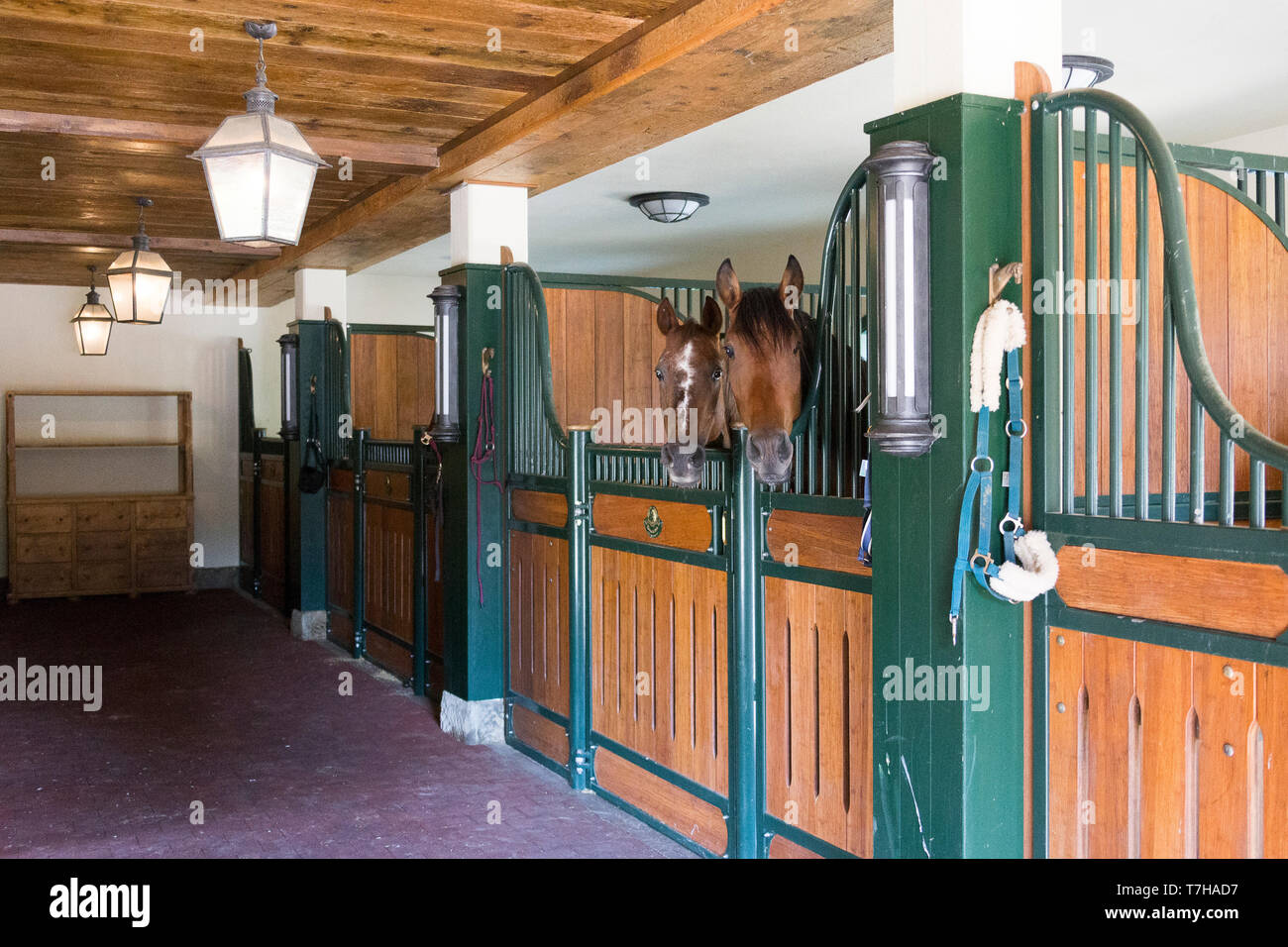 Iberica cavalli Sport in una scatola di stallo. Germania Foto Stock