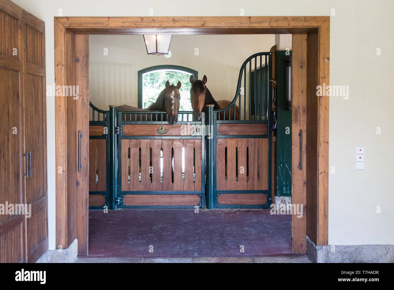 Iberica cavalli Sport in una scatola di stallo. Germania Foto Stock