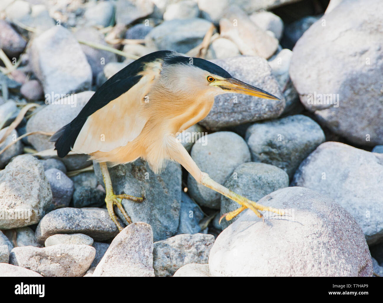 Tarabusino (Ixobrychus minutus) durante la migrazione a molla sull'isola di Lesbo, Grecia. Maschio cautamente a piedi sulle rocce in un letto del fiume per alcuni Foto Stock
