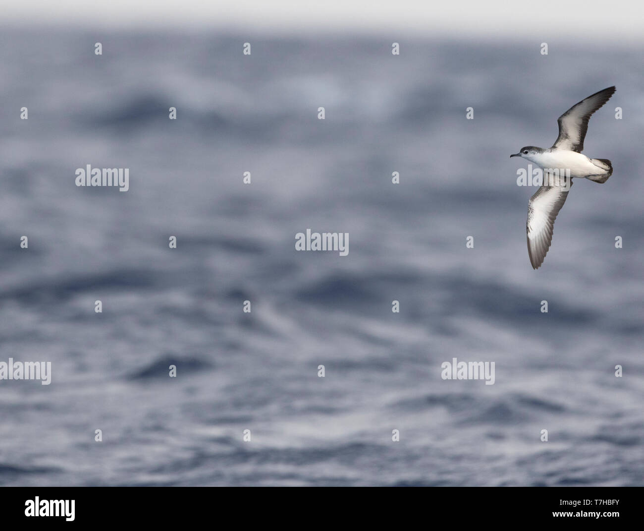 Il Barolo shearwater (Puffinus baroli) volando sopra l'Oceano Atlantico vicino Madeirs. Questa è una piccola specie di shearwater razze che nelle Azzorre e Foto Stock
