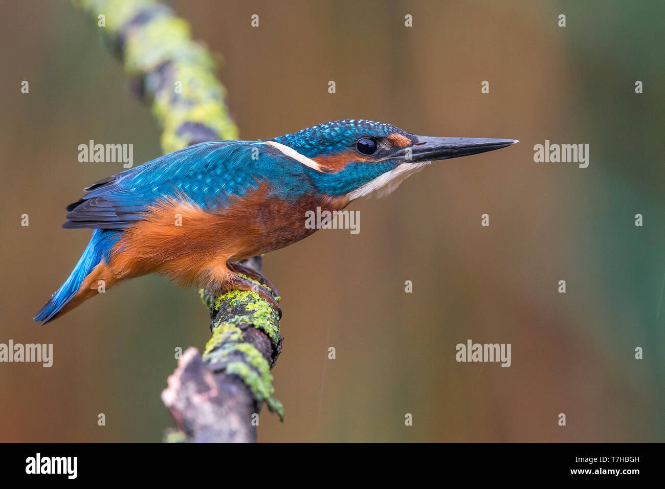 Kingfisher comune; Alcedo atthis Foto Stock