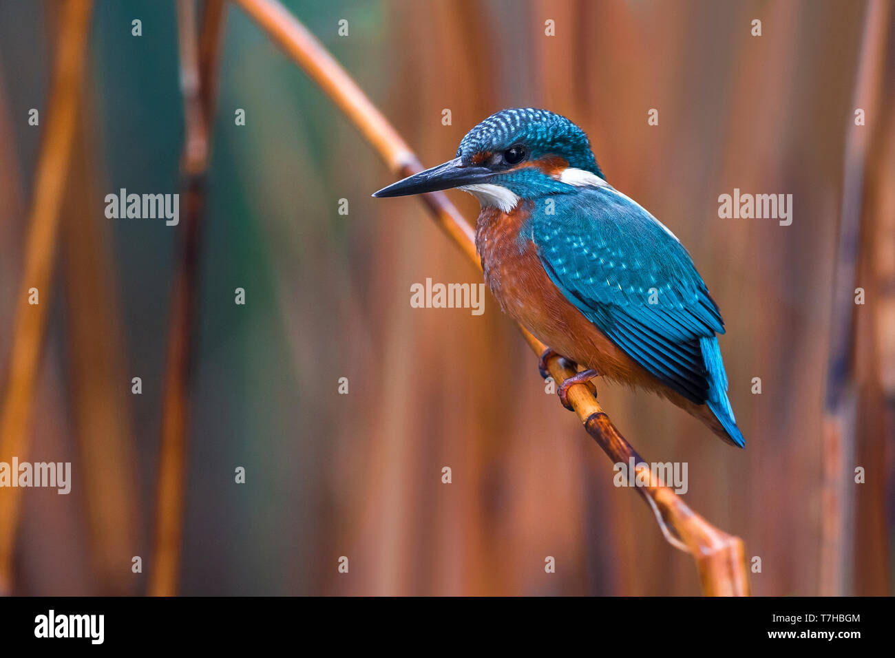 Kingfisher comune; Alcedo atthis Foto Stock