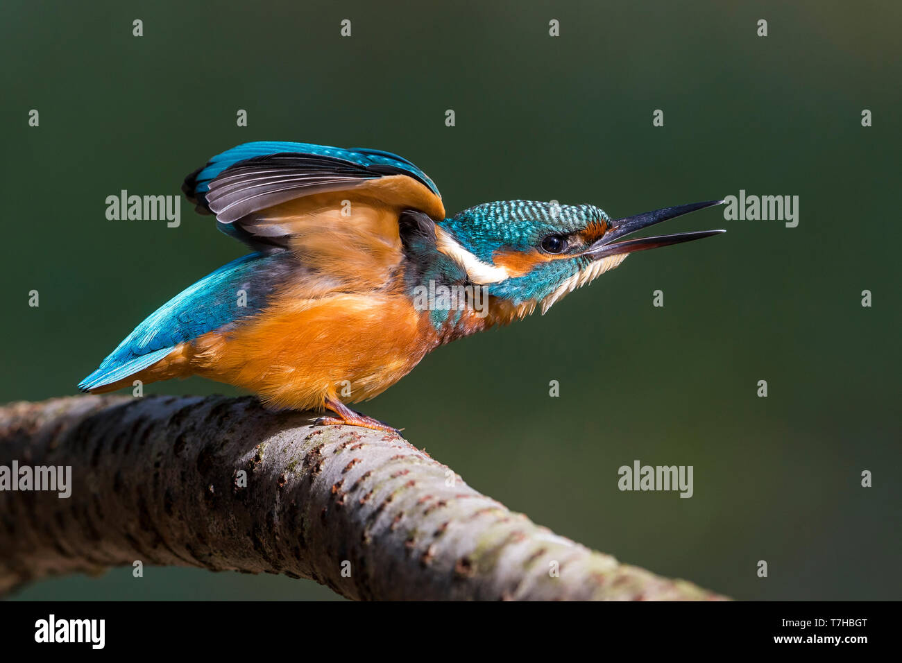 Kingfisher comune; Alcedo atthis Foto Stock