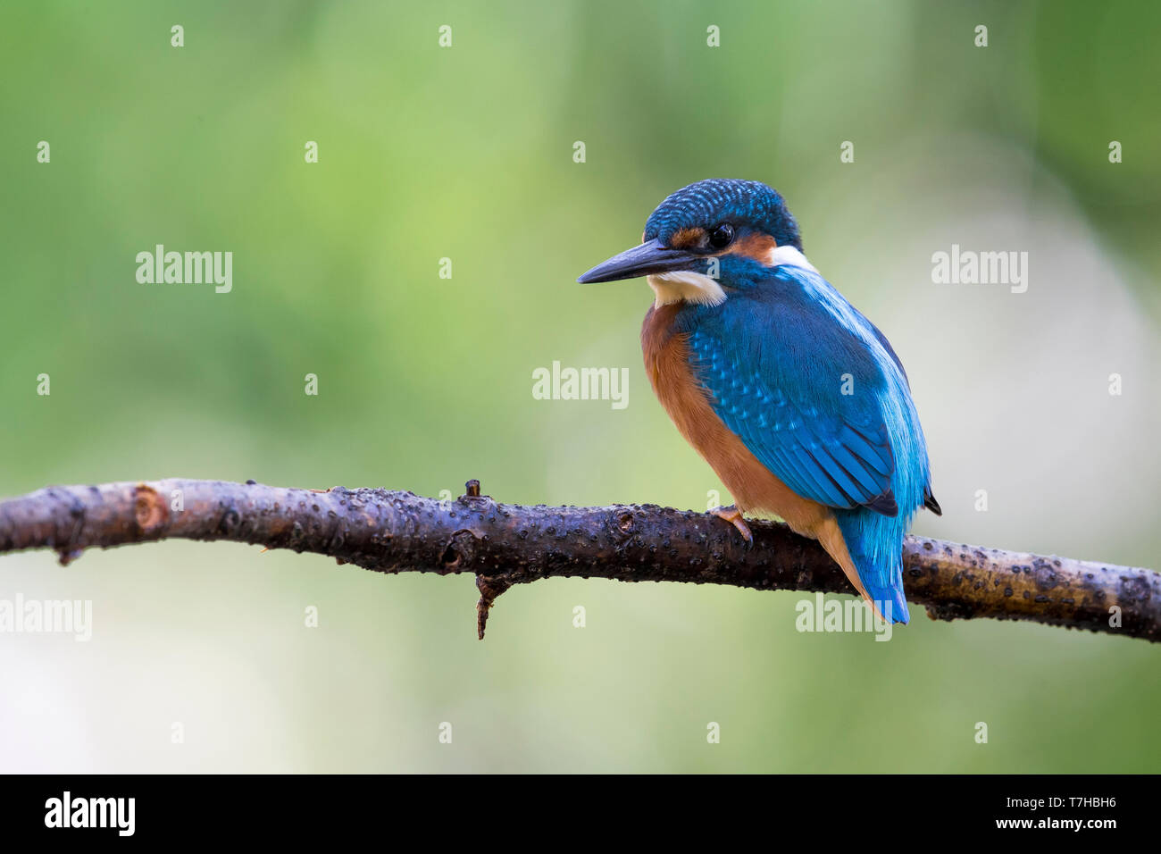 Kingfisher comune; Alcedo atthis Foto Stock