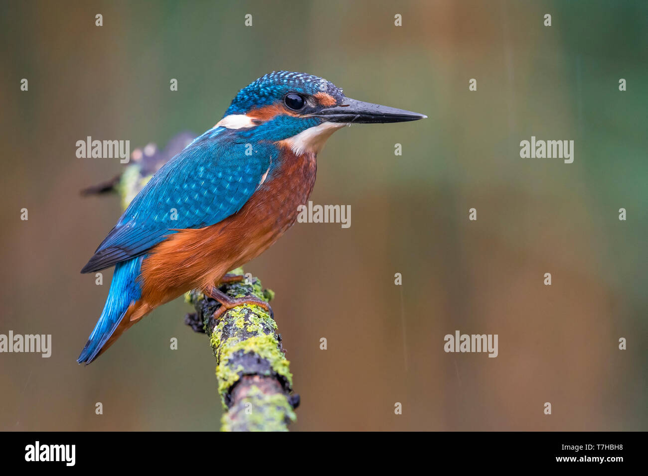 Kingfisher comune; Alcedo atthis Foto Stock