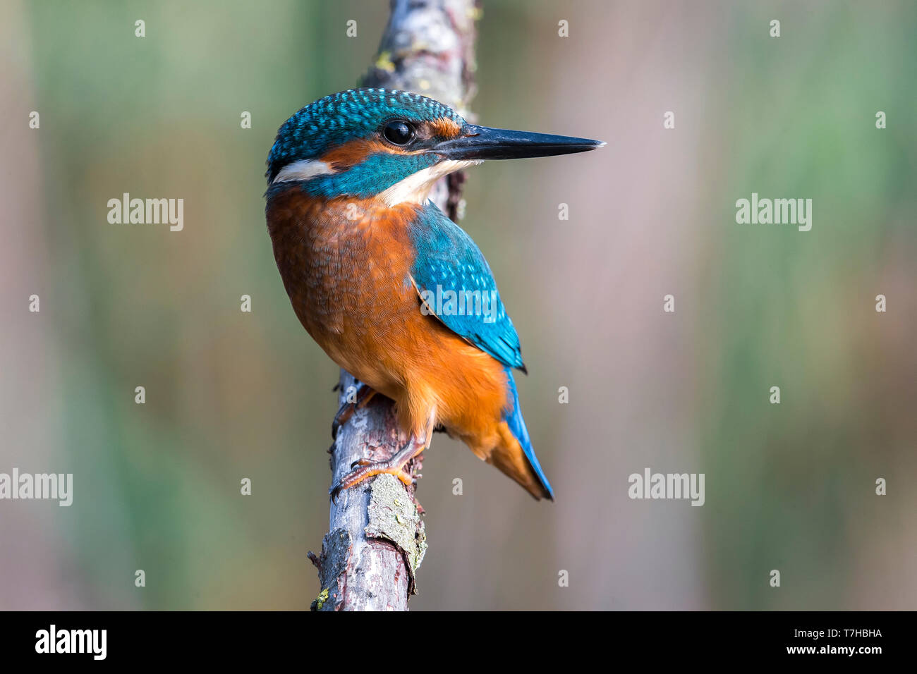 Kingfisher comune; Alcedo atthis Foto Stock