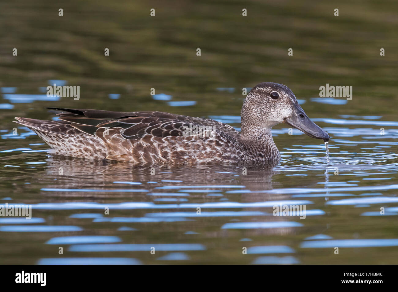 Blu-winged Teal; Anas discors Foto Stock