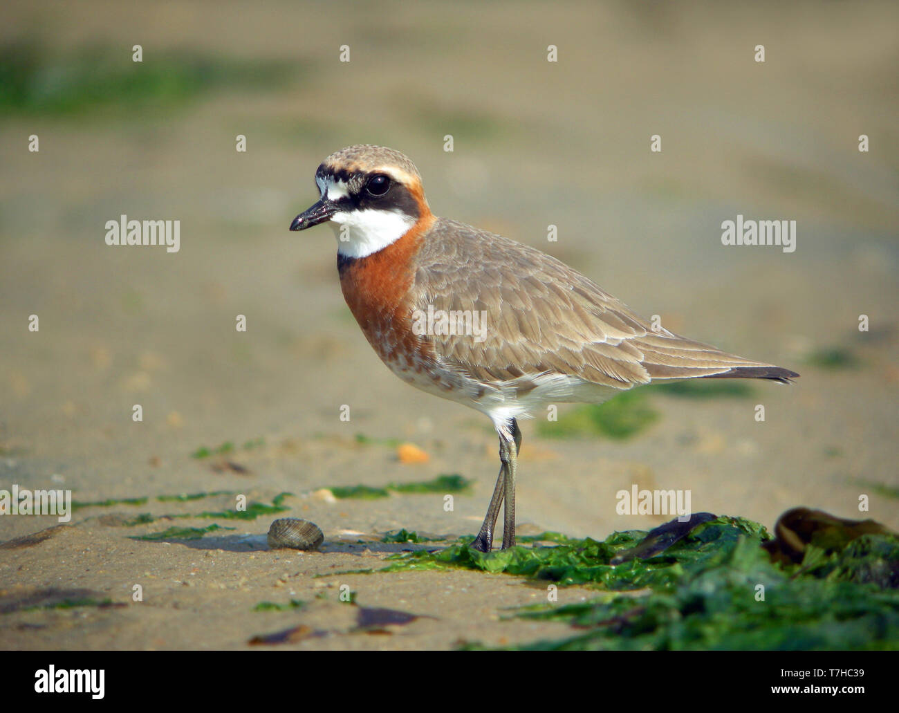 Il mongolo Plover (Charadrius mongolus) a fare Heuksan isola, Corea del Sud, nel corso della primavera di migrazione lungo la East Asian Flyway. Foto Stock