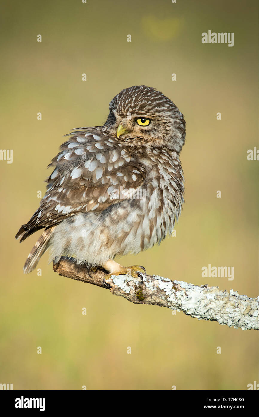 Civetta Athene noctua Foto Stock