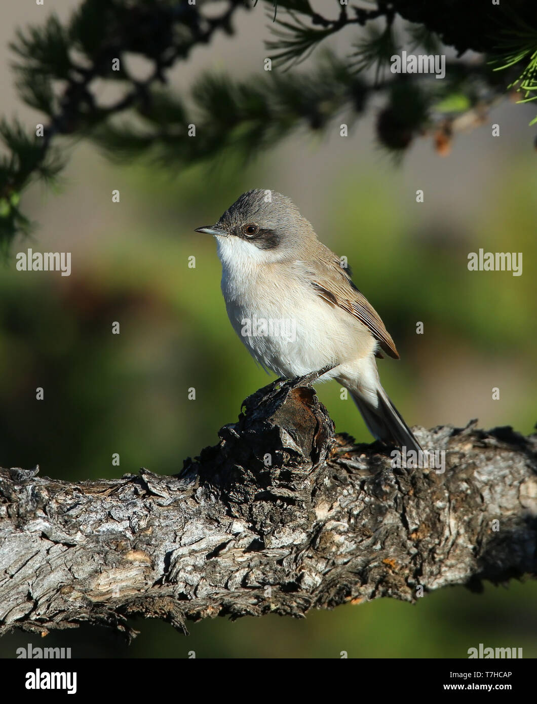 Siberiano adulti Lesser Whitethroat (Sylvia curruca blythi) durante la migrazione a molla a Orkhon in Mongolia. Foto Stock