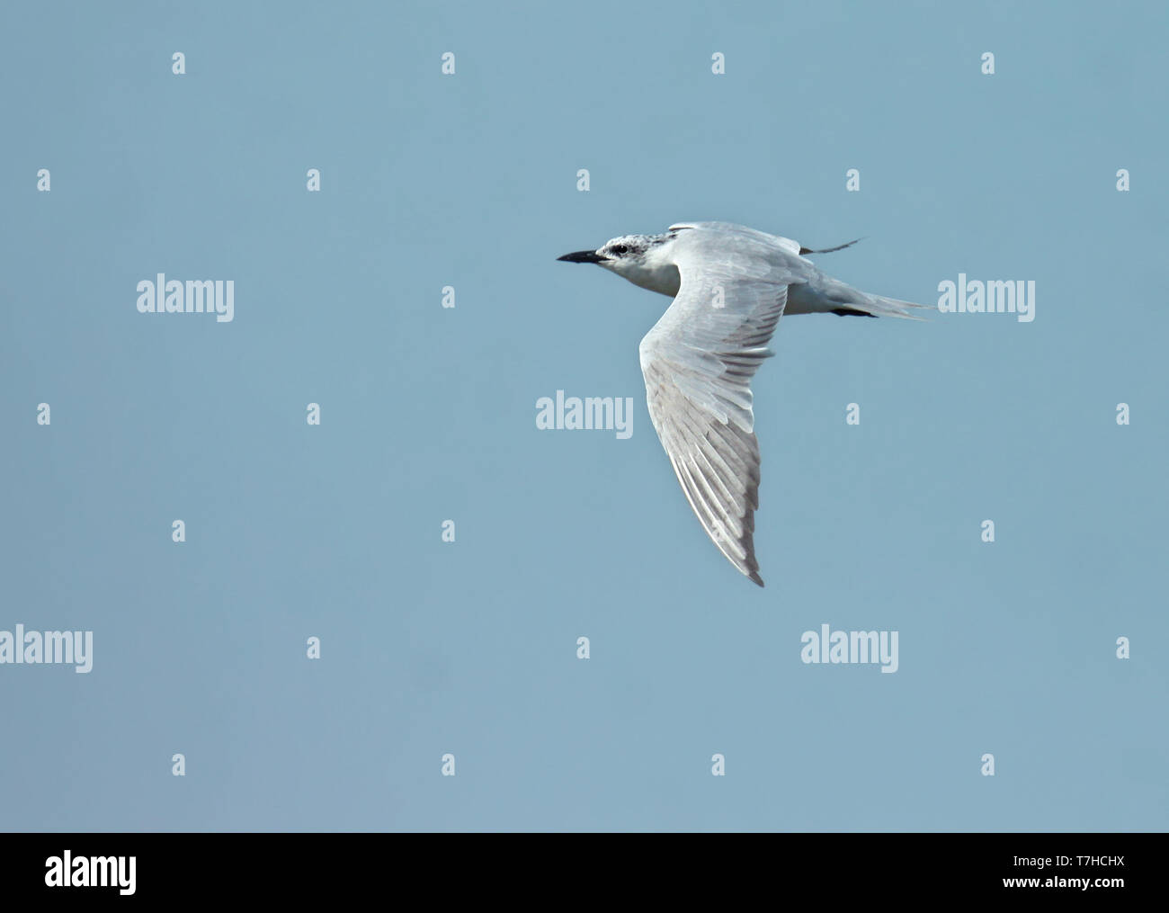 Secondo anno di Gabbiano fatturati Tern (Gelochelidon nilotica) in volo, mostrando upperwing, nei Paesi Bassi Foto Stock