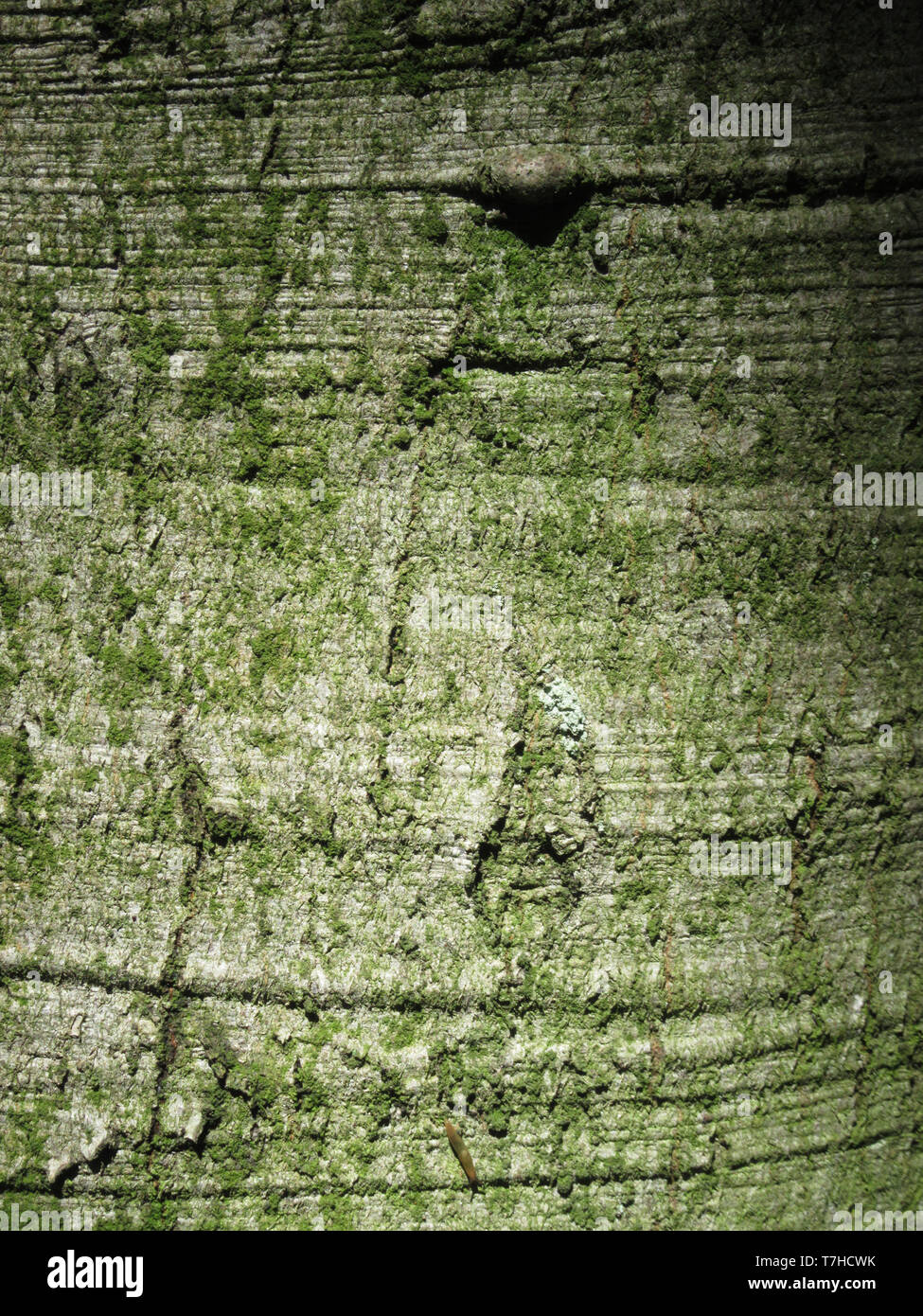 Primo piano da un colore verde di corteccia di un albero in Springendal, Twente, parte di Overijssel nei Paesi Bassi. Foto Stock