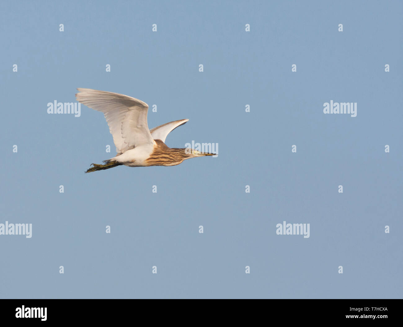 Adulto Sgarza ciuffetto (Ardeola ralloides ssp. ralloides) in inverno del piumaggio in volo contro il cielo blu come sfondo in Francia. Foto Stock