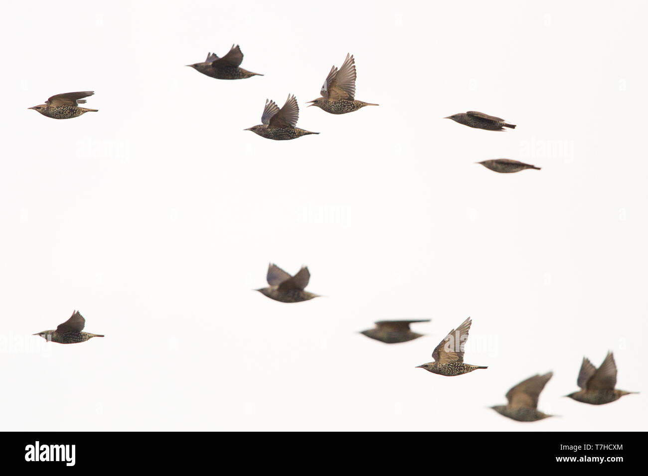 Starling comuni sulla migrazione Foto Stock