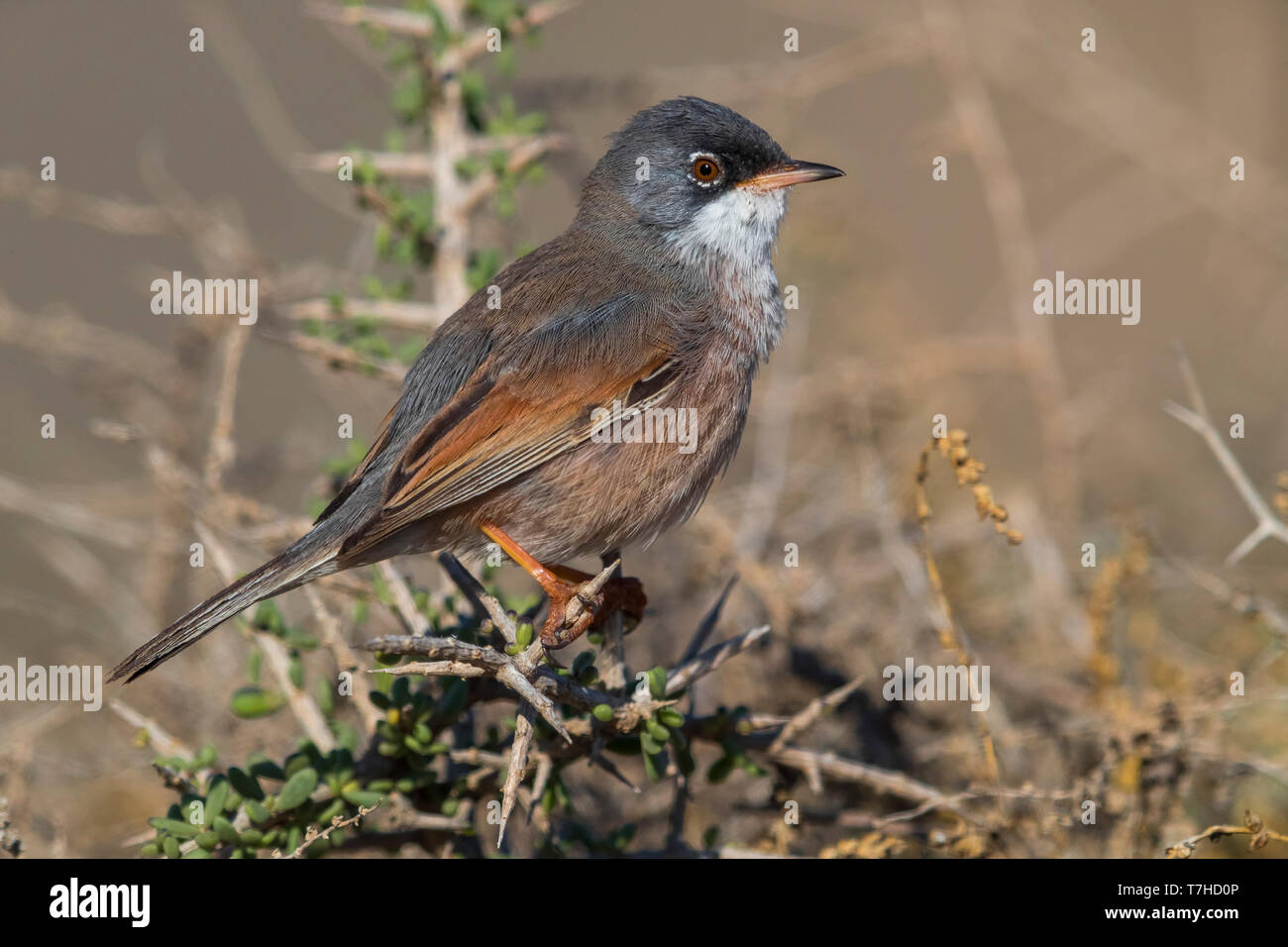 Spectacled trillo (Sylvia conspicillata orbitalis) a Fuerteventura, Isole canarie, Spagna Foto Stock