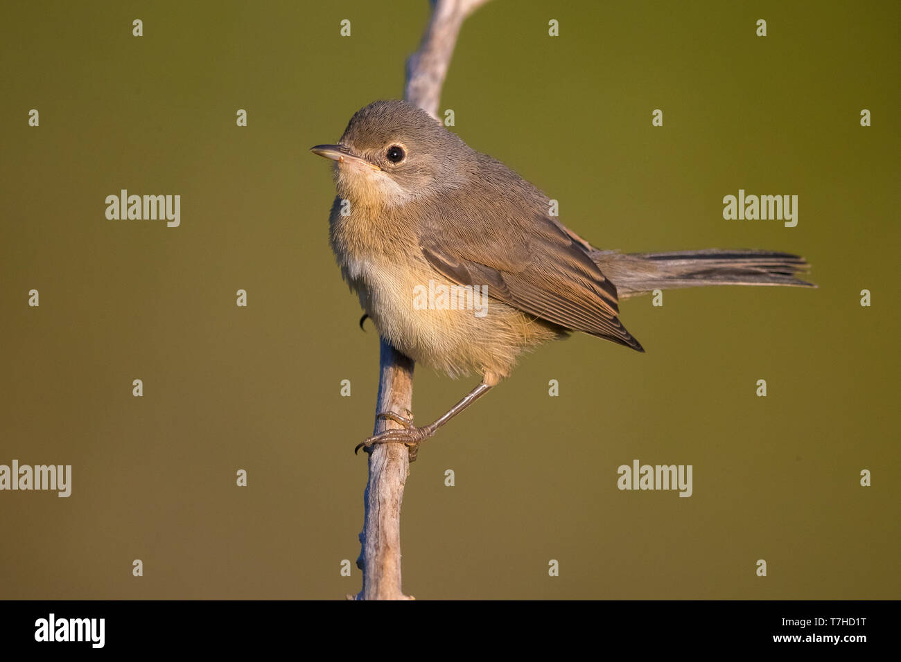 Western subalpini trillo (Sylvia inornata) in Verdon, Francia. Foto Stock