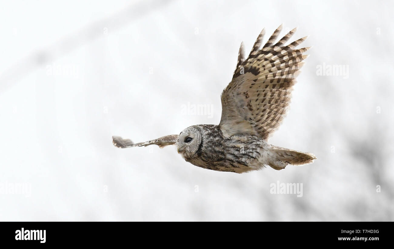 Vista laterale di un adulto Allocco (Strix aluco) in volo durante il giorno nella foresta estone. Foto Stock