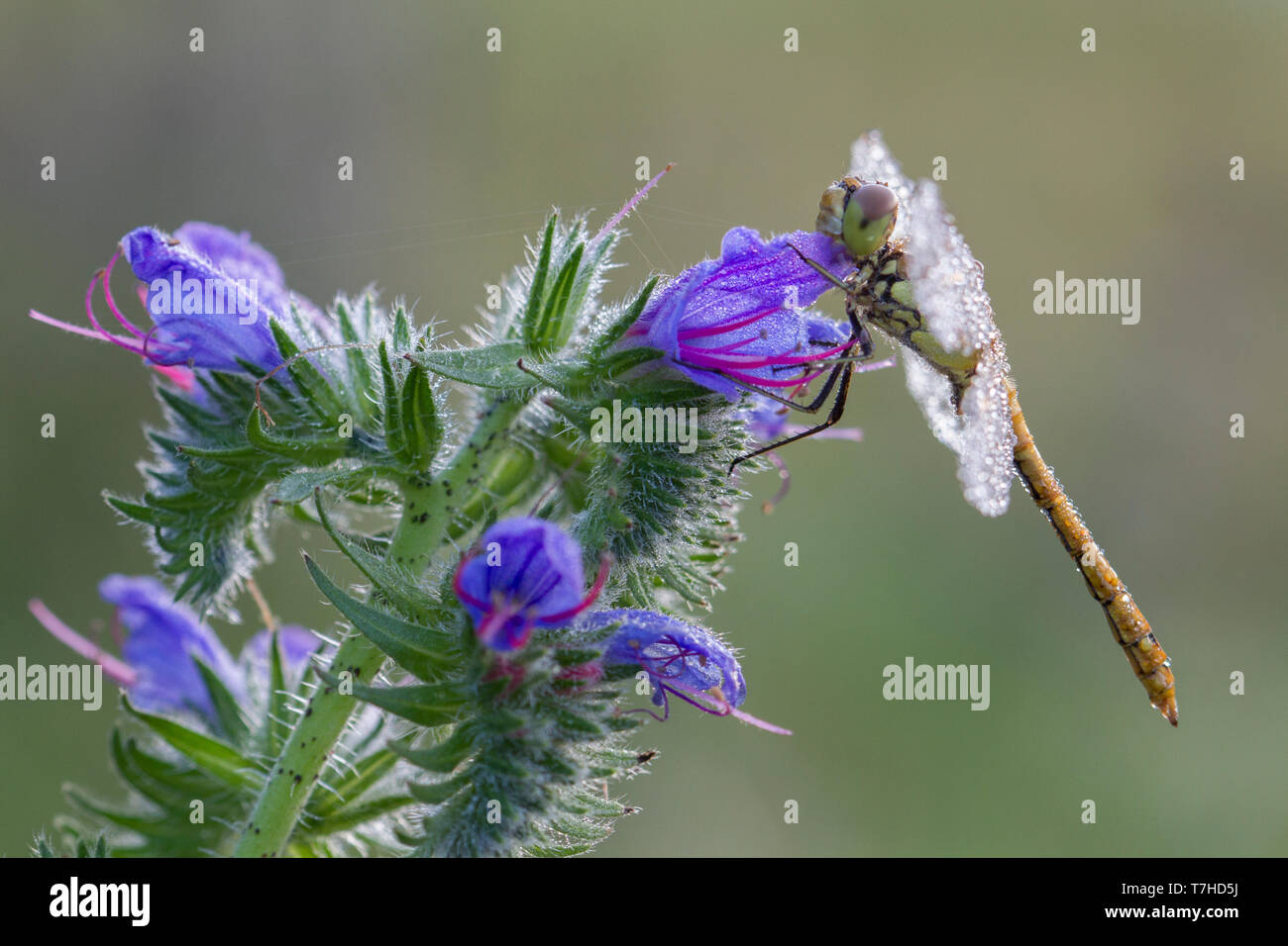 Voce maschile Vagrant Darter Foto Stock