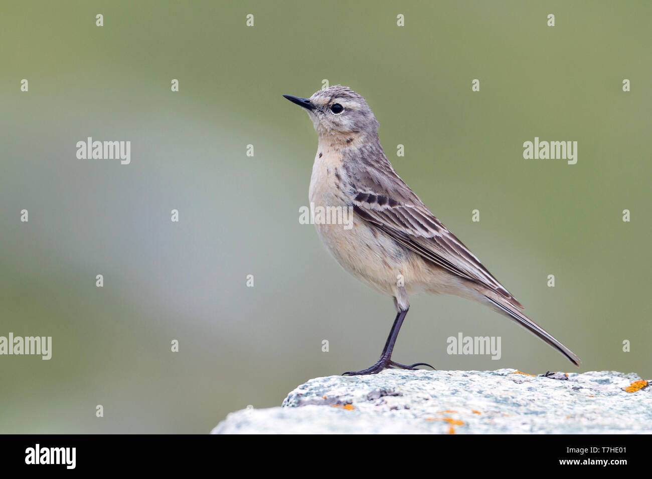 Adulto Pipit acqua (Anthus spinoletta blakistoni) in piedi su una roccia nelle montagne del Kazakistan. Foto Stock