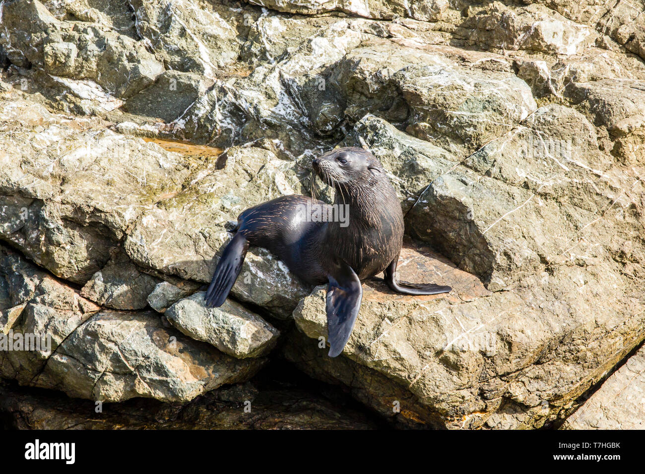 Guadalupe pelliccia sigillo (Arctocephalus townsendi), una specie in via di estinzione a causa della caccia commerciale alla, adagiata sulla riva rilassarsi e socializzare Foto Stock