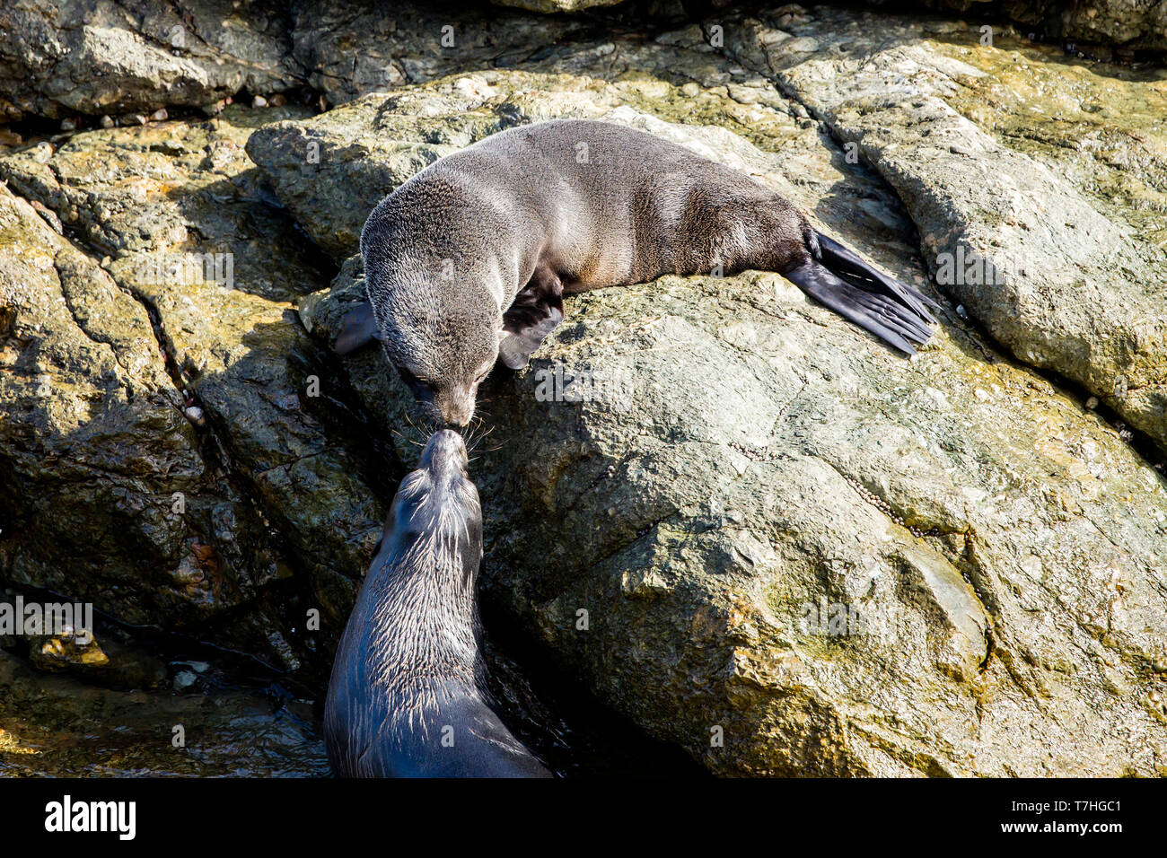 Guadalupe pelliccia sigillo (Arctocephalus townsendi), una specie in via di estinzione a causa della caccia commerciale alla, adagiata sulla riva rilassarsi e socializzare Foto Stock