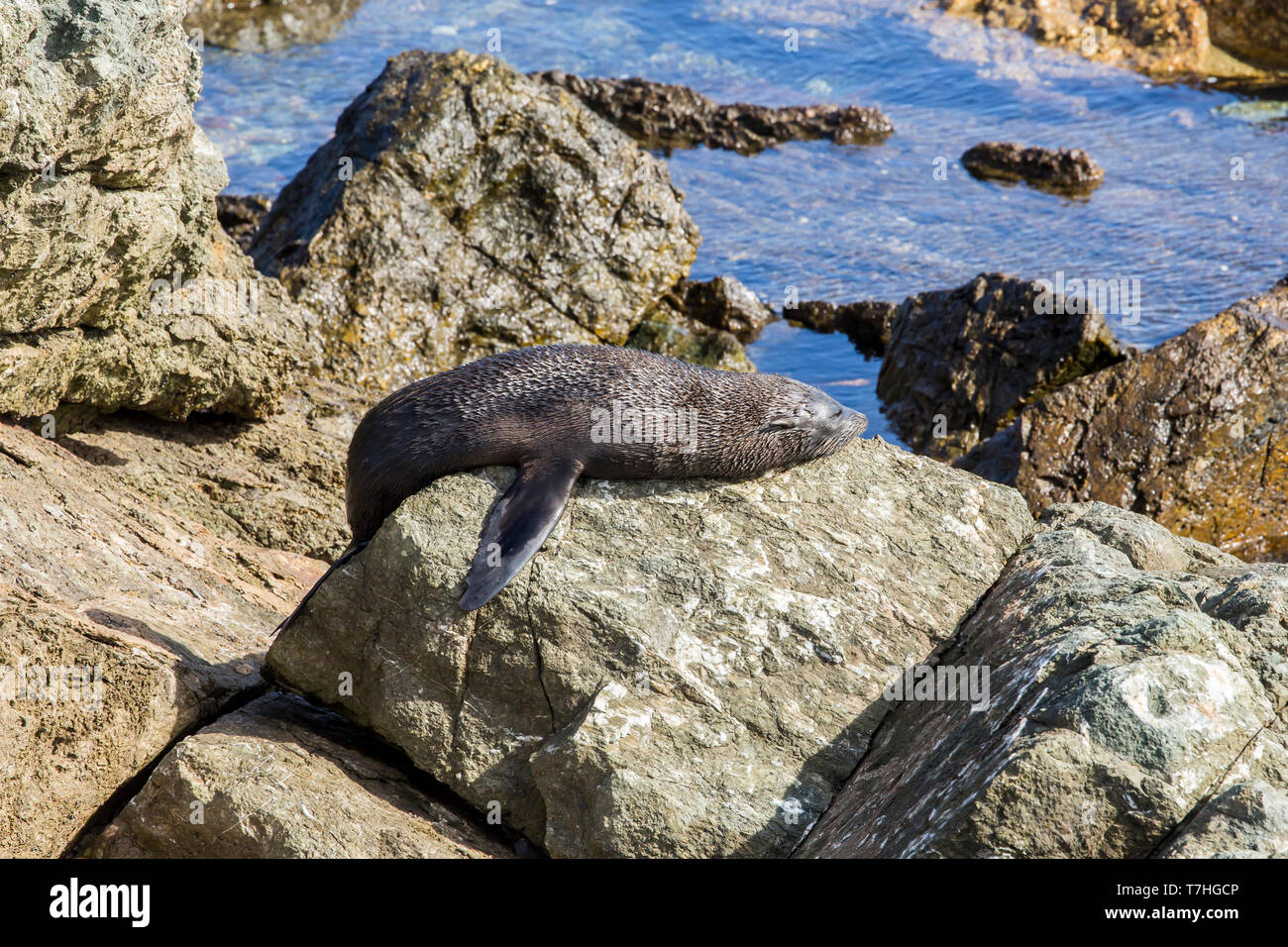 Guadalupe pelliccia sigillo (Arctocephalus townsendi), una specie in via di estinzione a causa della caccia commerciale alla, adagiata sulla riva rilassarsi e socializzare Foto Stock