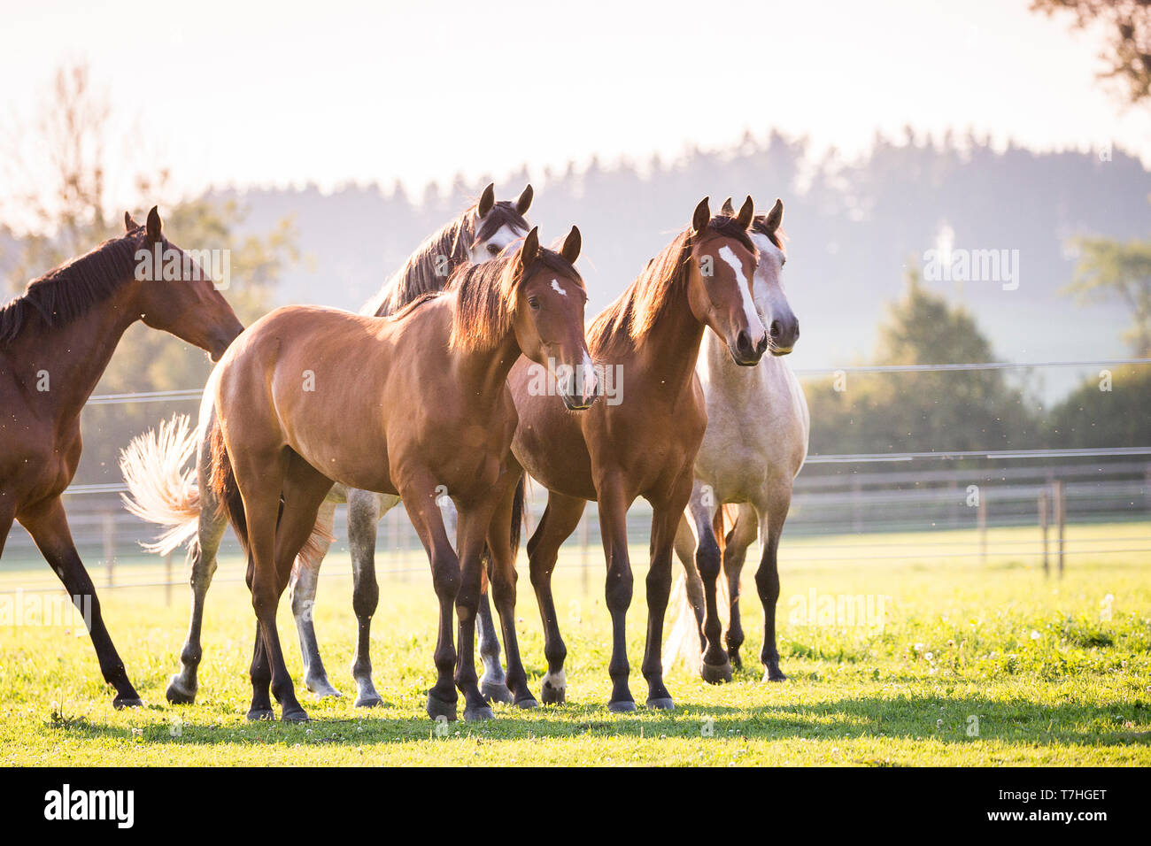 Lusitano. I capretti mares in piedi su un pascolo. Germania Foto Stock