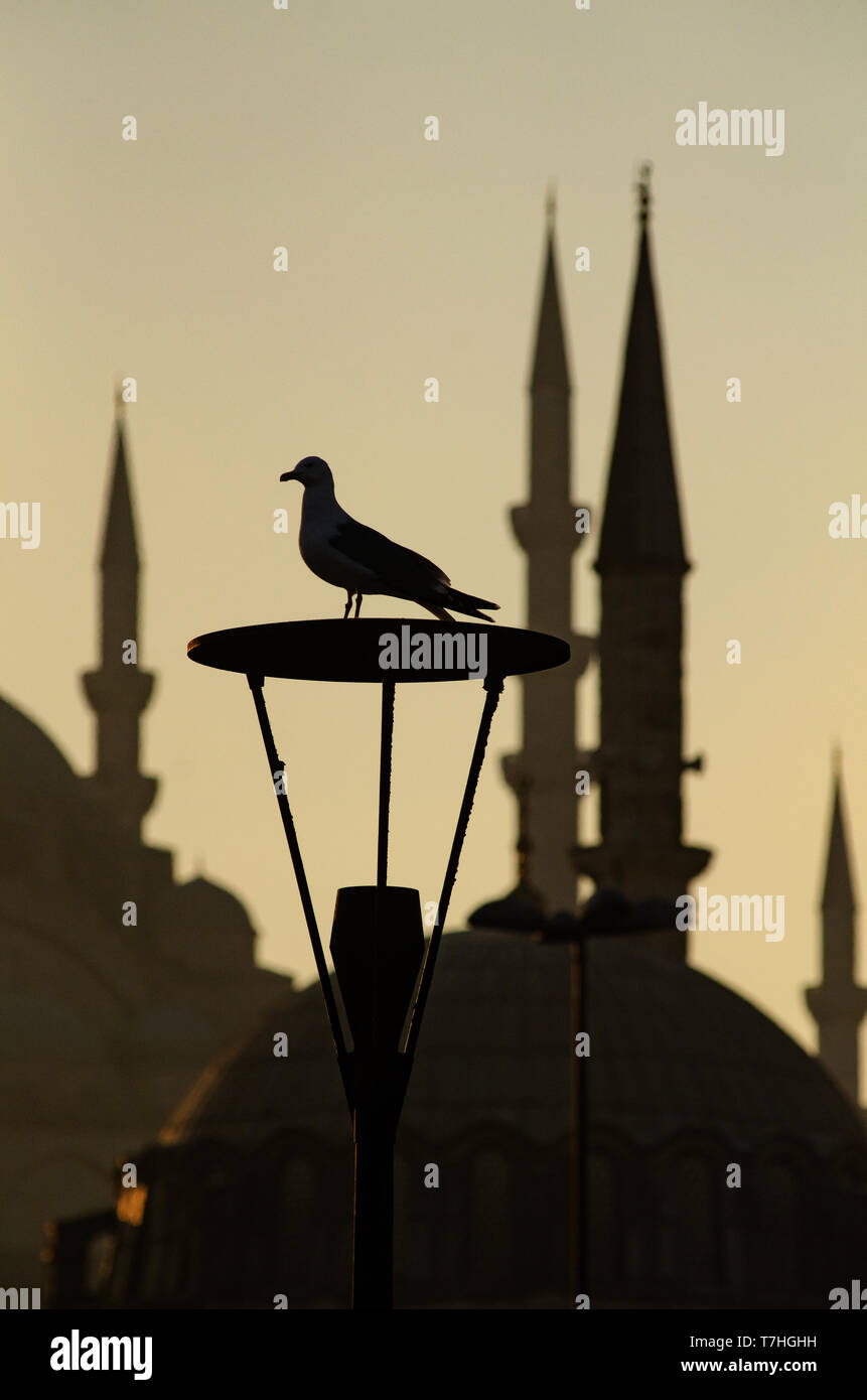 Lo Skyline di Istanbul, cupole,minareti e il canto di un uccello, Turchia Foto Stock