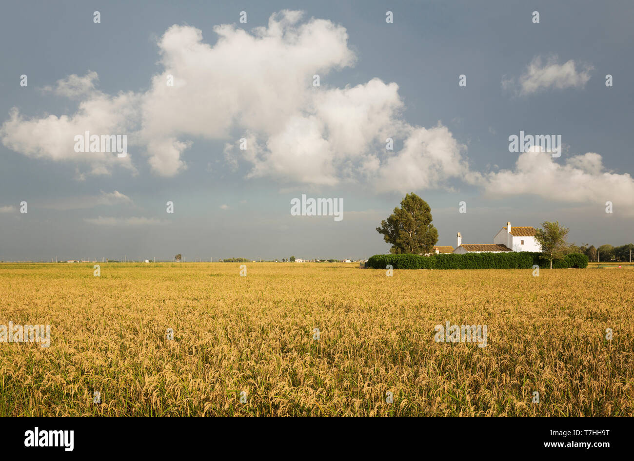 Piccola fattoria in mezzo a campi di riso (Oryza sativa). Nel mese di settembre al momento del raccolto. Dintorni di Delta del Ebro Riserva Naturale, la Catalogna, Spagna. Foto Stock